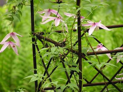 4 Clematis alpina Willy .jpg