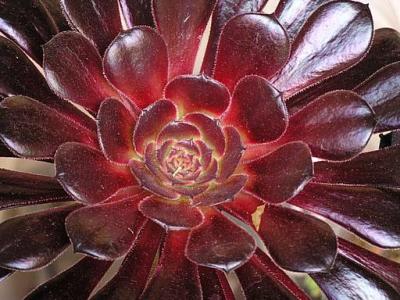 u49/blphotography/medium/36233722.04AeoniumZwartkop.jpg