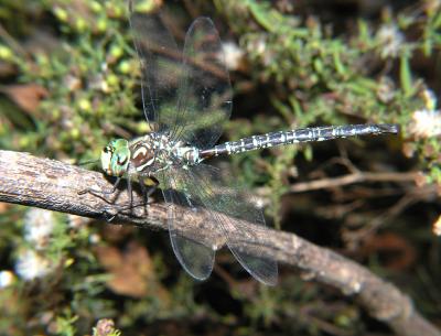 wDragonfly Psychedelic2.jpg