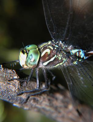 wDragonfly Psychedelic1.jpg