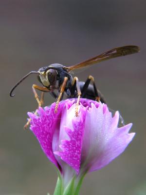 wWasp on Flower6.jpg