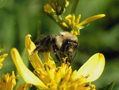 u49/bluesfish/medium/35723241.wBumbleBeeTounge.jpg