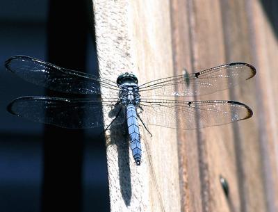 wDragon Fly2.jpg