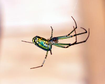 wGreen Spider5.jpg