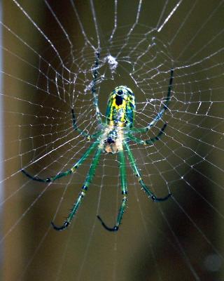 wGreen Spider6.jpg