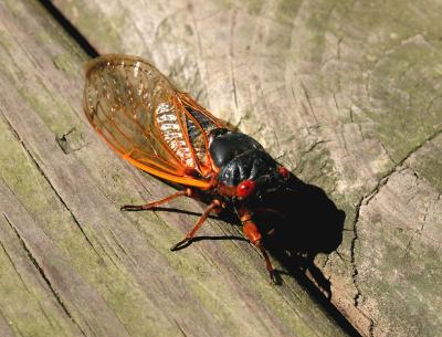 Cicada in WV