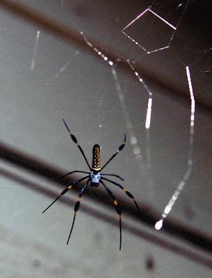 wMB Spider.jpg
