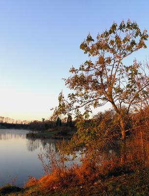wBlack Hills Tree1.jpg