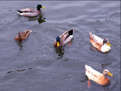 wMallard Multi.jpg