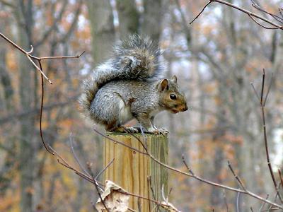 wSquirrel7.jpg