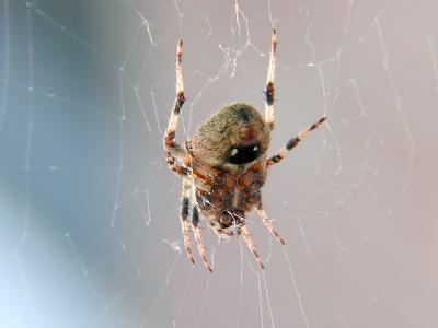 wSpider Belly.jpg