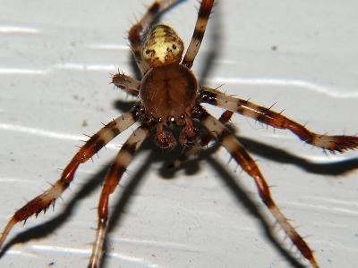 wSpider Eyes.jpg