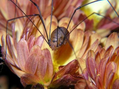 wDaddy Longlegs on Mum3.jpg