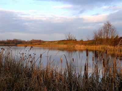 wBlack Hill Cat Tails1.jpg