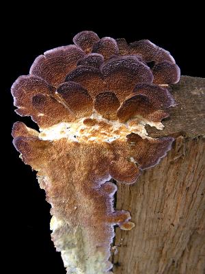 wFirewood Fungi3.jpg
