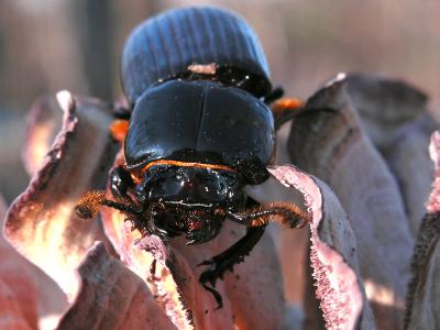 Black Beetle2
