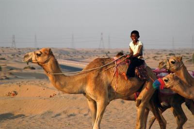 Sharjah Camel Racetrack