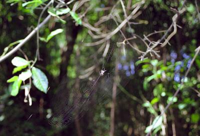 Spider, Erawan National Park