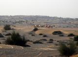Camels near the Sharjah race track