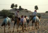Returning from Sharjah Camel Racetrack