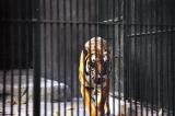 We were brought to the Canton Zoo to see the Giant Pandas, but we had to settle for a hungry tiger