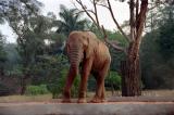 Skinny elephant at the Canton Zoo