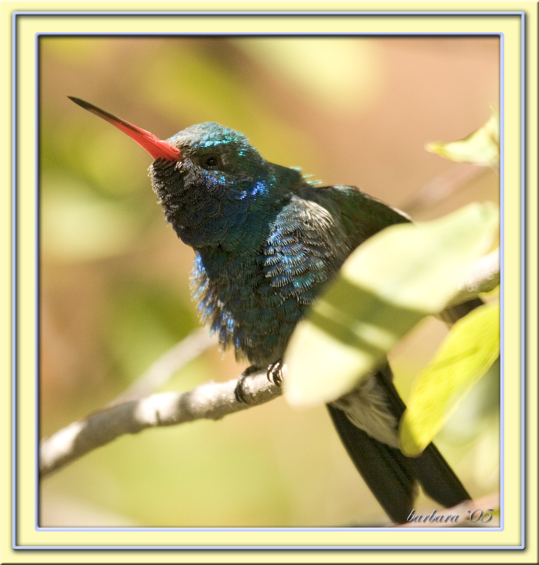 broad-billed hummingbird IMG5382.jpg