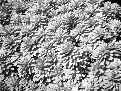 IMG_7185bw.JPG
