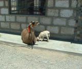 Llamas