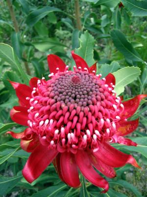 waratah