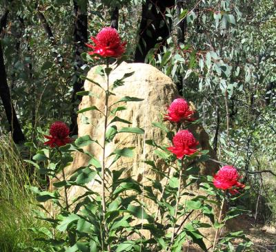 still life with waratah & termite mound