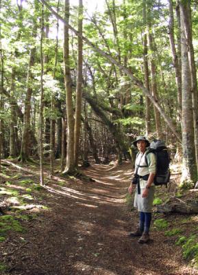 beech forest