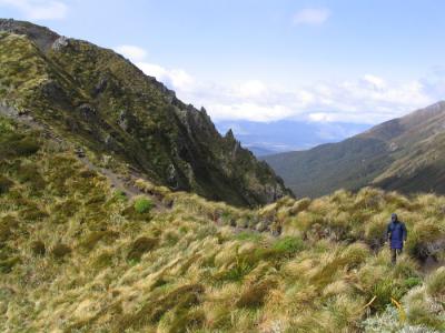 near Forest Burn shelter