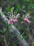 grevillea