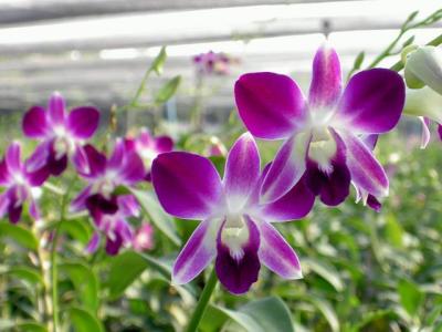 Freshly bloomed dendrobium type of orchid at my friend Pichet Orchid Farm