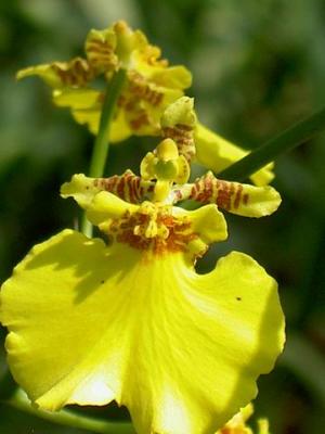 An oncidium type of orchid at Pichet Orchid Farm