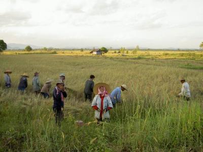 Hardworking farmer at Phaya Meng Rai paddy field