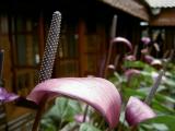 Purple color of enthurium planted outside Doi Tung Royal Villa