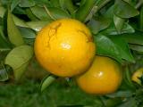 Sweet and delicious tangerine from Phu Chi Fa Orange Farm