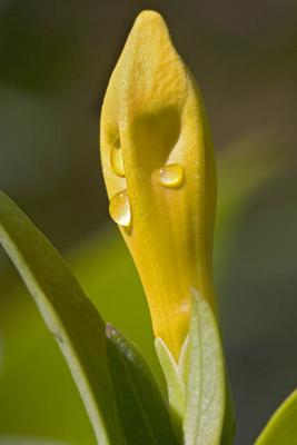 Carolina Jessamine.jpg