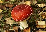 Fly agaric