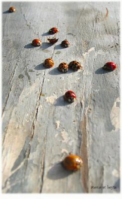 invation of the ladybugs  11-16-04