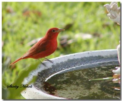 Summer Tanager male.jpg