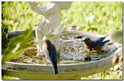 Blue birds bathe.jpg