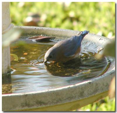 Blue bird drinks.jpg