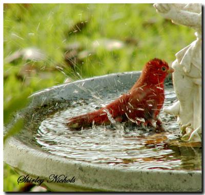 Dirty Bird-2 Summer tanager.jpg