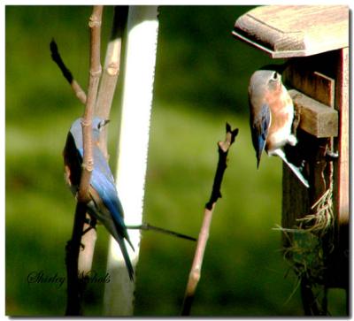 Blue birds are house shopping.jpg