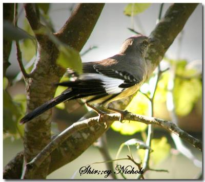 Mocking bird in a pear tree.jpg