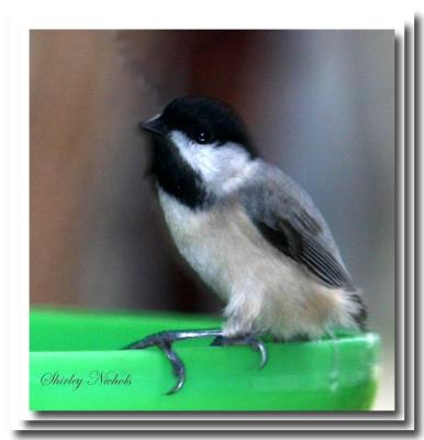 Chickadee-visits.jpg