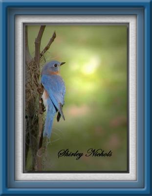 blue bird 11-177.jpg